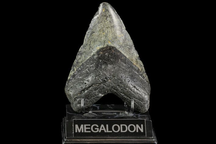 Large, Fossil Megalodon Tooth - North Carolina #108951